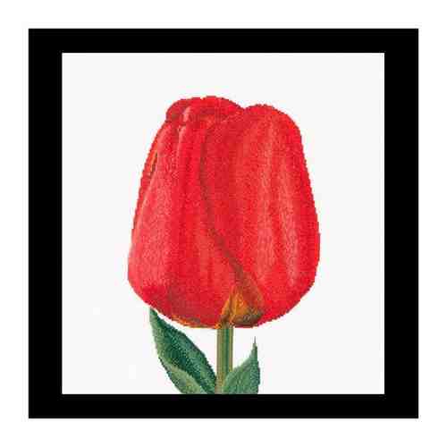 Набор для вышивания Красный тюльпан, канва Aida 18 ct арт. 100932596155