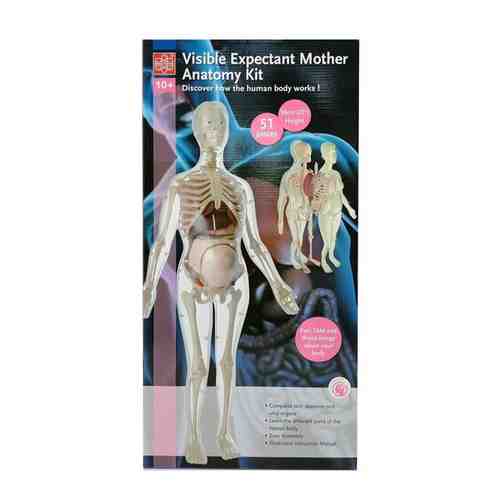 Анатомический набор беременная женщина, высота 56 см, разборный макет арт. 663511143