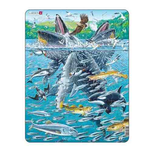 Пазл LARSEN Горбатые киты в стае сельди (FH47) арт. 900627785